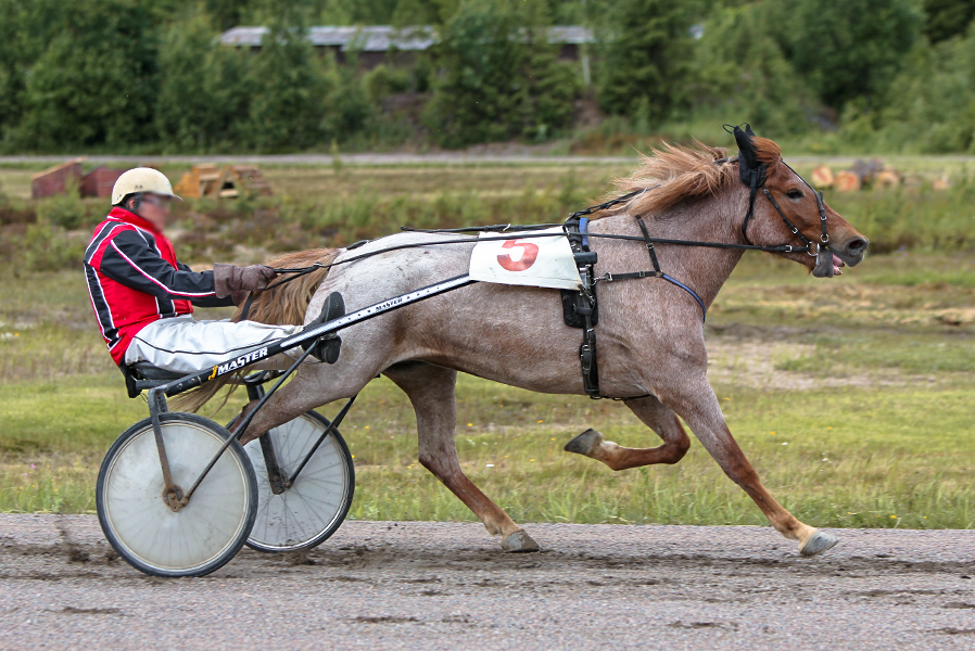 Susitytön kuva
